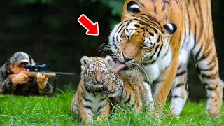 You Won't Believe What Saved A Pregnant Tigress From Hunters!