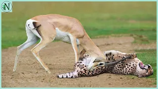 Cheetah Messed with the Wrong Impala…It Pays its Life