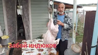 забой индюков хайбрид конвертер...