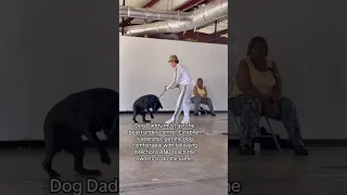 2 for 1 Aggressive Dogs VS The Dog Daddy.