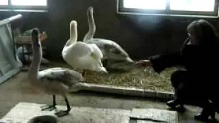 Врятовані лебеді живуть у козятинській школі №3