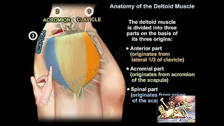 Anatomy of the Deltoid Muscle - Everything You Need To Know - Dr. Nabil Ebraheim