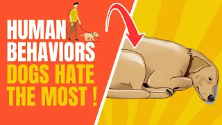 21 Human Behaviors That Dogs Hate the Most | Topissimo Animals