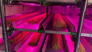 Hydroponic Fodder System Watering & Light Sequence