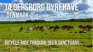 Bicycle tour of Deer Sanctuary Jægersborg Dyrehave - Denmark 🇩🇰 -HDR- Calm Relaxing Nature Forest