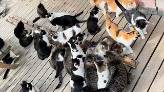 Відвідування японського острова котів🐈🐈🐈 | Острів Міягі Тасіродзіма | ASMR