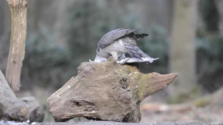 Goshawk VS Buzzard   Havik tegen Buizerd