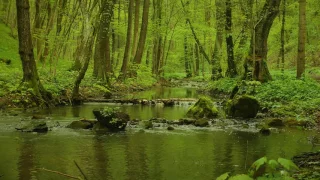 Relaxing 1 hour of nature sounds - spring forest, birds singing, water sounds