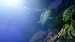 Shark Shreveport Aquarium 5/5/18