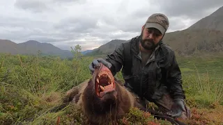 Phil's first grizzly bear! Alaska range sheep hunt 2020. Gopro Hero8 .300 RUM