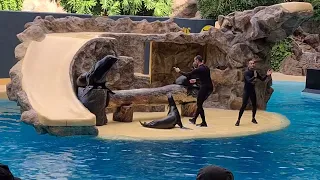 Sea Lion show - Loro Parque, Tenerife, Canary Islands, Spain