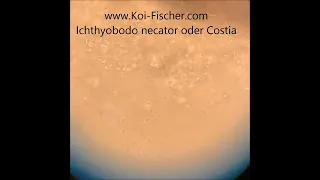 Koi Parasiten Costia, ichthyobodo necator, www.Koi-Fischer.com