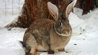 Кролики:содержание зимой.