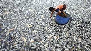 Как в Таджикистане разводят рыбу  Тонны рыбы в год