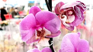 Ашан 🌺Праздничная витрина с орхидеями.