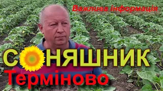 Соняшник. Терміново! Важлива інформація.