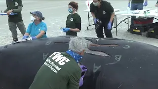 Right whale calf fatally struck by boat washes up on Anastasia Island