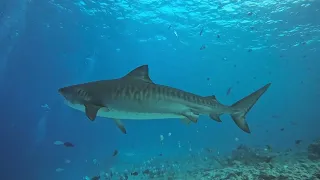 Diving with Tiger Sharks, Fuvahmulah, Maldives.