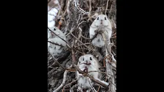 [4K] SiberianFlyingSquirrel エゾモモンガ  shorts