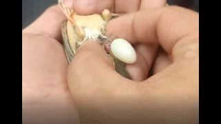 How to cure Finch egg binding