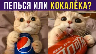 Приколы с котами. ПЕПЬСЯ ИЛИ КОКАЛЁКА? | Мемозг #288