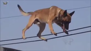 Belgian Malinois, Amazing Athlete!!! Amazing tricks Belgian Malinoisпрыжки малинуа, трюки малинуа