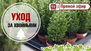 Туи и можжевельники. Как правильно выбрать хвойники. Уход за хвойными. растениями.