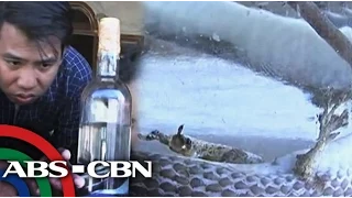 UKG: Ahas na may paa, nahuli sa Isabela