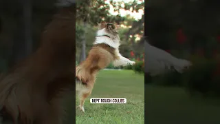 The Lassie Dog Breed