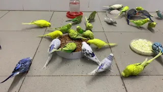 Чем кормить волнистого попугая? How to feed a wavy parrot?