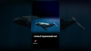 Самый одинокий кит  - интересные факты