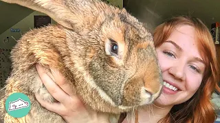 Woman Found A Giant Rabbit And Decided To Show Him The World | Cuddle Buddies