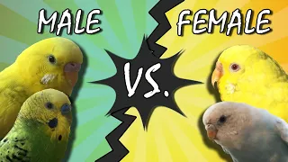 Male Vs. Female budgies genders by the Cere (Simple and EASY Guide)