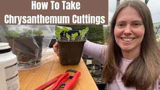 How To Take Chrysanthemum Cuttings