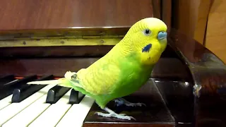 ВЕСЕЛЫЙ ПОПУГАЙ ТОША ИГРАЕТ на ПИАНИНО ?! ПРИКОЛЫ с ПОПУГАЕМ / FUNNY PARROT / зеленый попугайчик TV