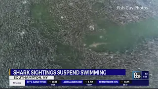 Drone video shows sharks feeding on schools of fish