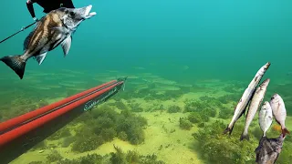 SPEARFISHING PORT PHILLIP BAY (giant boarfish and even bigger snapper and whiting)