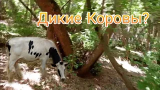 Дикое Стадо Коров