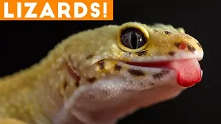 Ultimate Lizard Compilation of 2018 | Funny Pet Videos