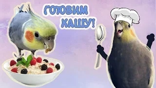 Как приготовить кашу для попугая?