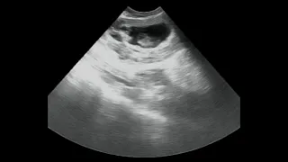 Canine Pregnancy Test with ultrasound by Jax Horizon Vet Imaging