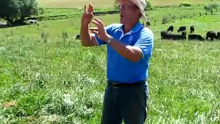 Joel Salatin of Polyface Farms discusses grass-fed cattle