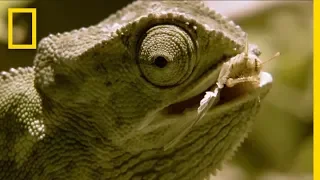 Chameleon Is Hesitant and Indecisive | National Geographic