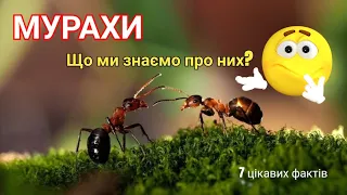 Мурахи🐜 Що ми знаємо про них?