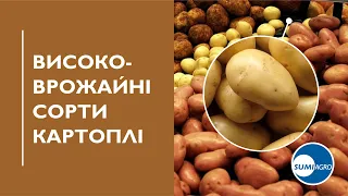 Високоврожайні сорти картоплі