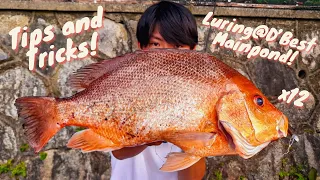 D'Best Main Pond | Tips and Tricks for luring @D'Best Main Pond | Singapore Fishing