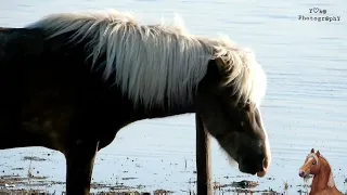 🙃🤩 Icelandic horse soothes itching by scratching a post 🐴🌿