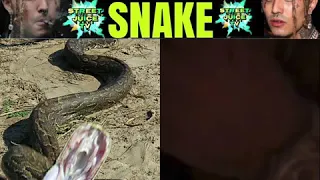 Lil Pump Gets Bit By A Snake