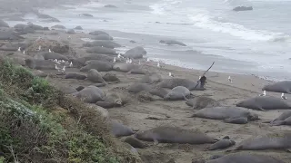 Lots of female elephant seals come shore to wait for giving birth (January, 2022)