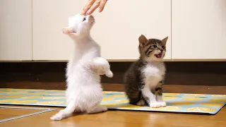 Begging nicely. A kitten chases after the meal preparation.